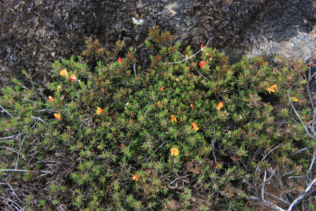 Pultenaea fasciculata (hero image)