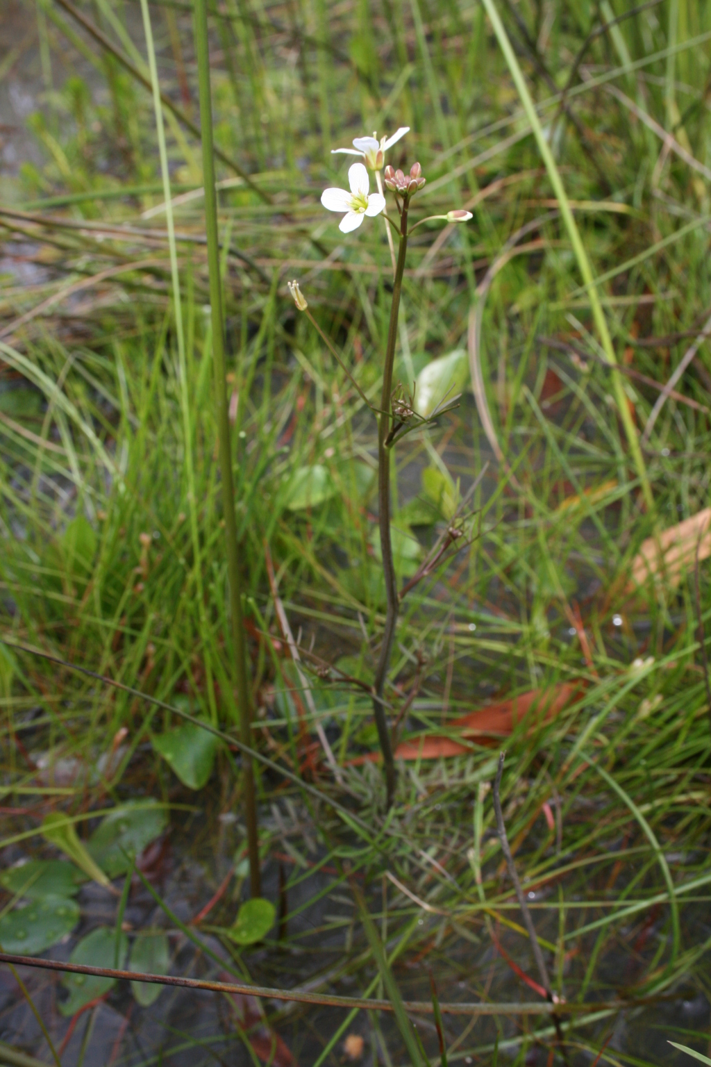 Cardamine tenuifolia (hero image)