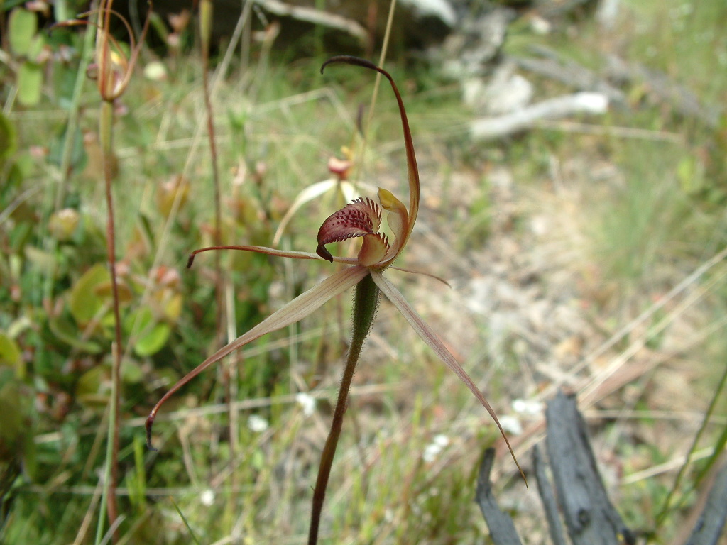 Caladenia montana (hero image)
