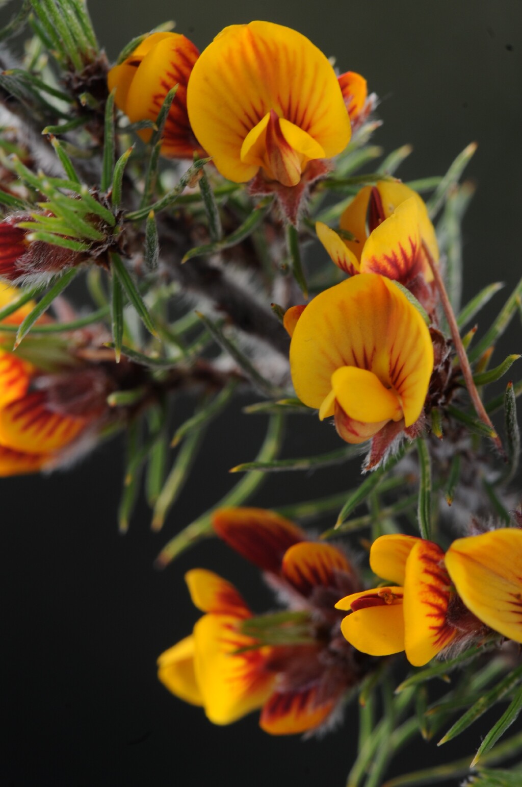 Pultenaea mollis (hero image)