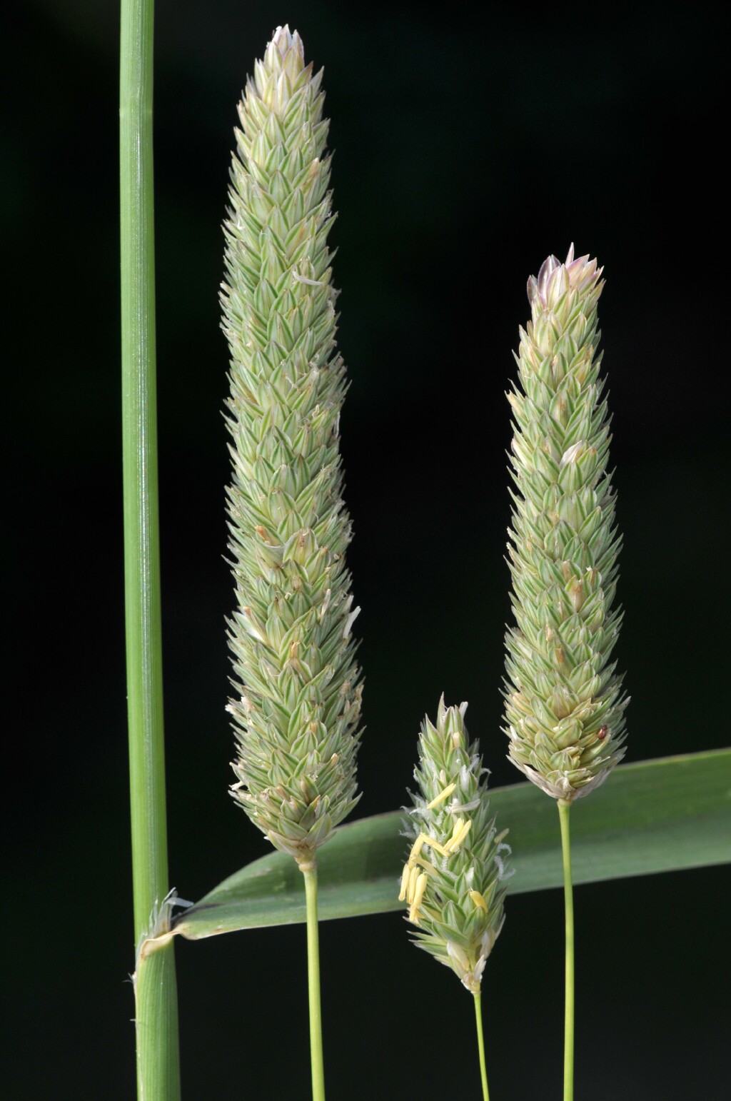 Phalaris aquatica (hero image)