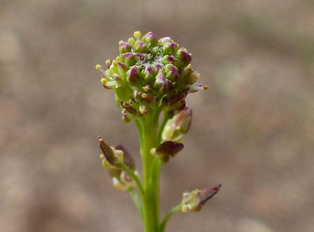 Lepidium africanum (hero image)