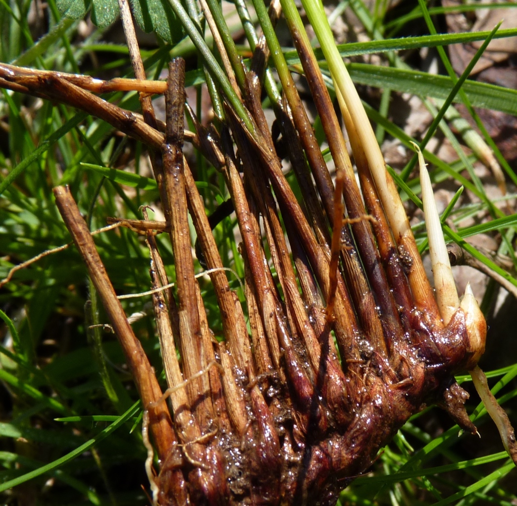 Juncus subsecundus (hero image)