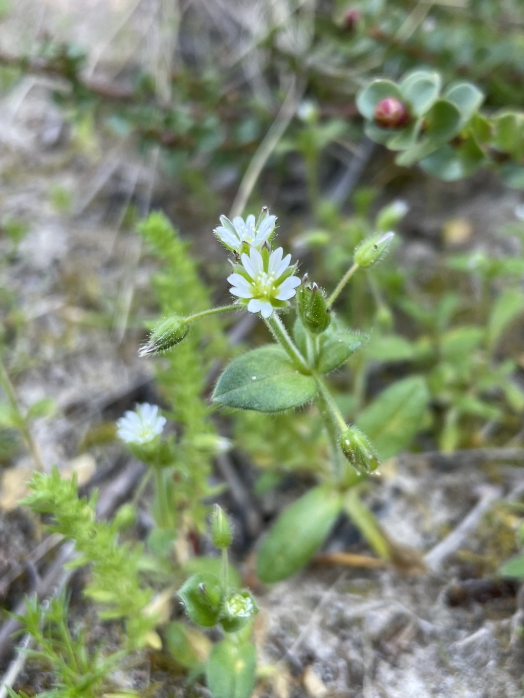 Cerastium pumilum (hero image)