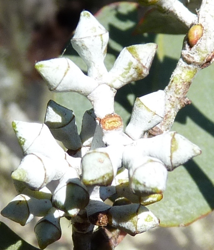 Eucalyptus alligatrix (hero image)