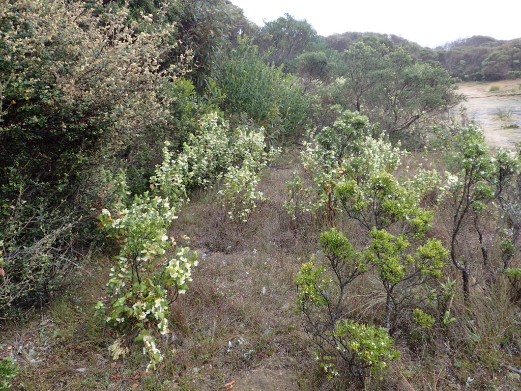 Lasiopetalum schulzenii (hero image)