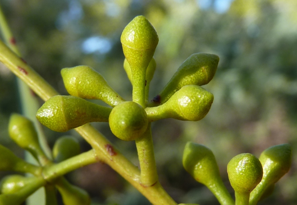 Eucalyptus mannifera (hero image)