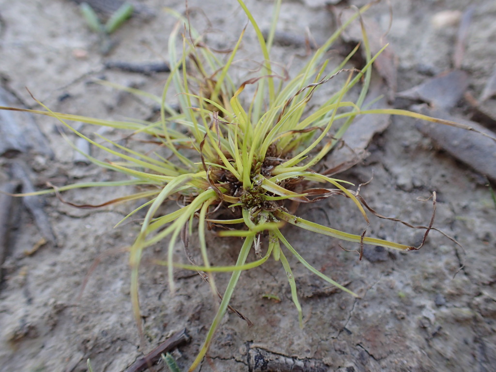 Cyperus pygmaeus (hero image)