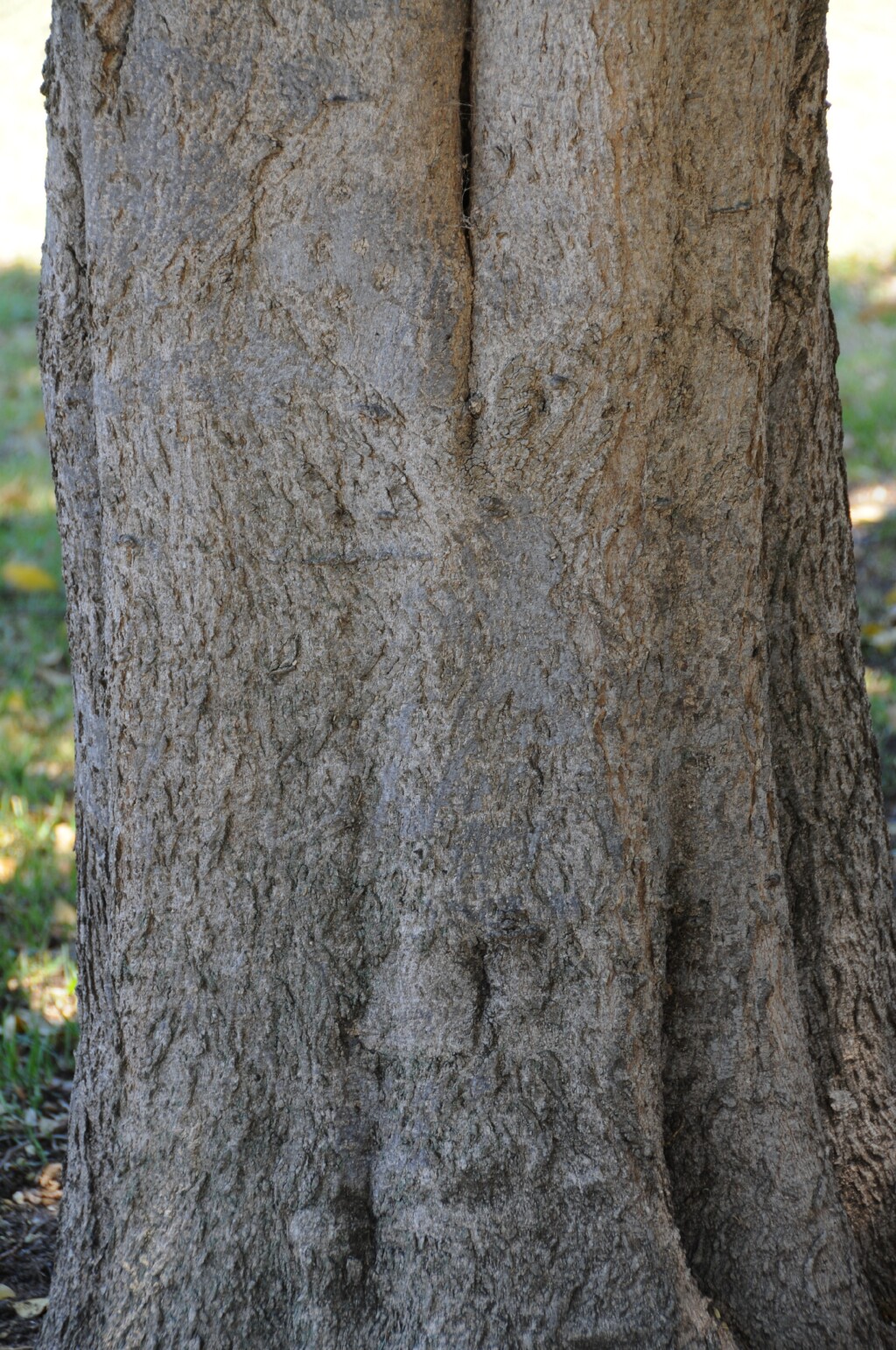 Lagunaria patersonia (hero image)