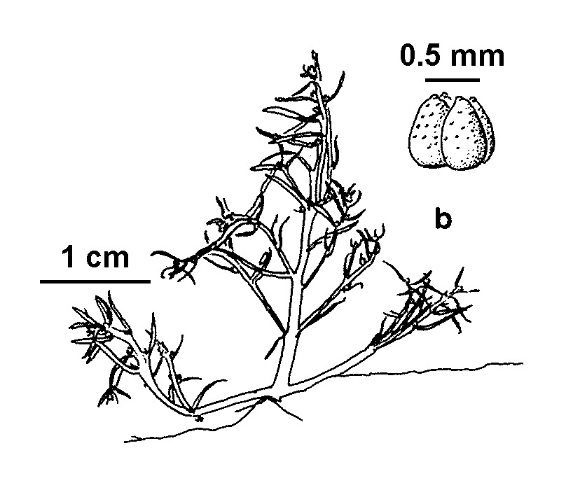 Myriophyllum integrifolium (hero image)