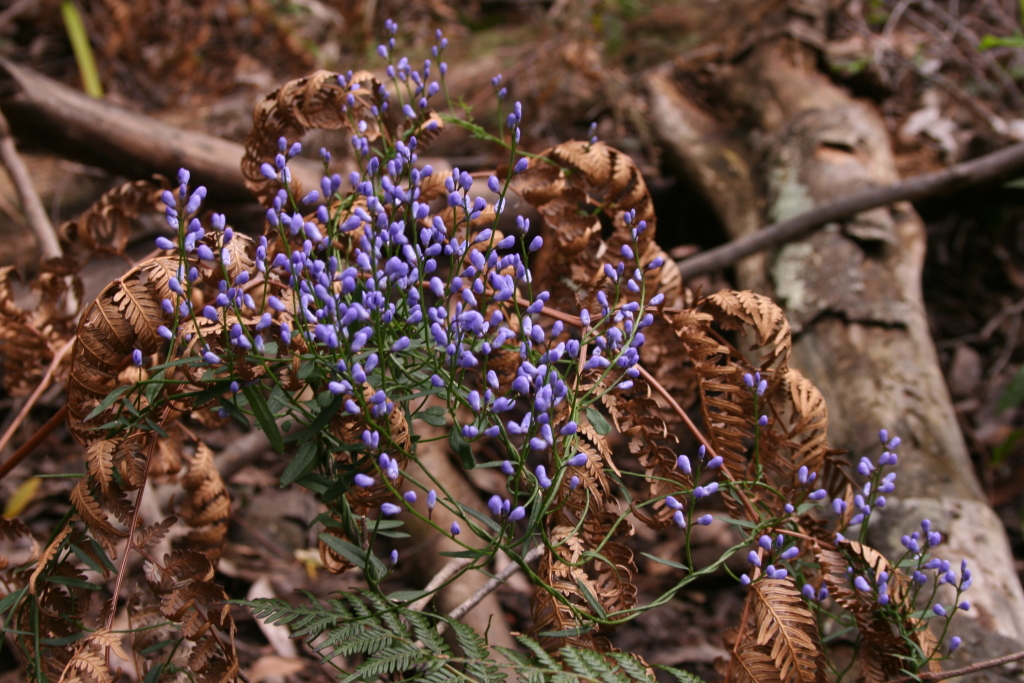 Comesperma volubile (hero image)