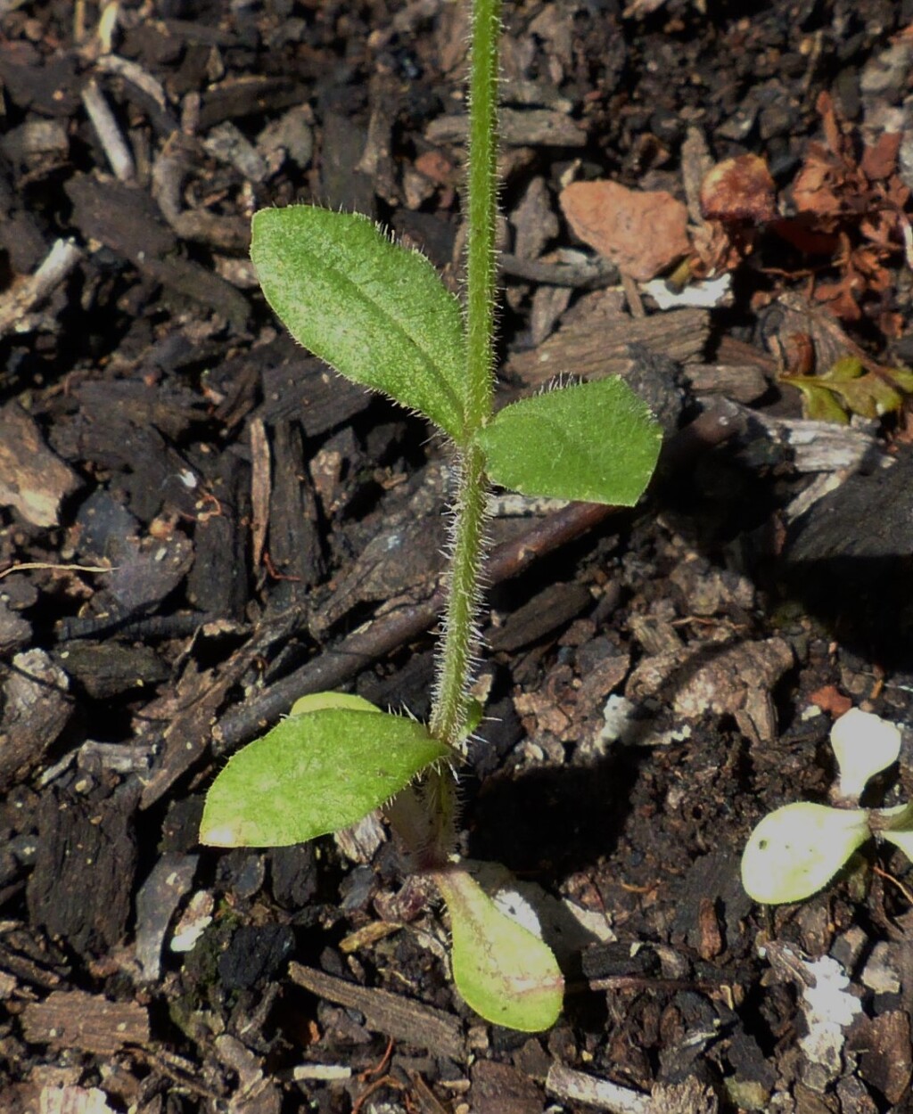 Wahlenbergia gracilenta (hero image)