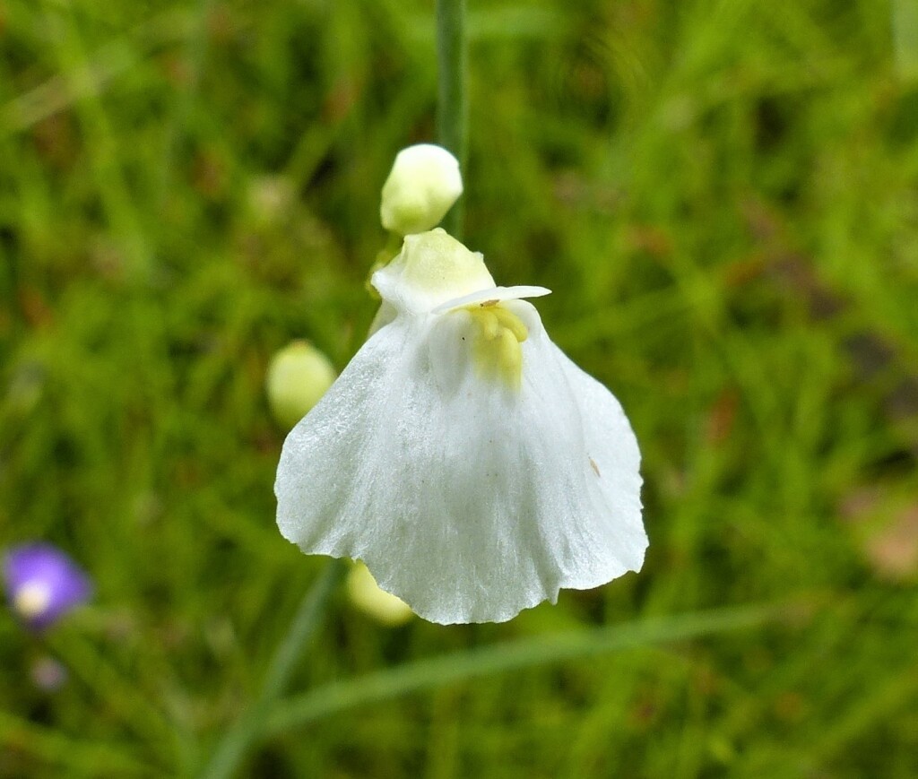 Utricularia dichotoma (hero image)