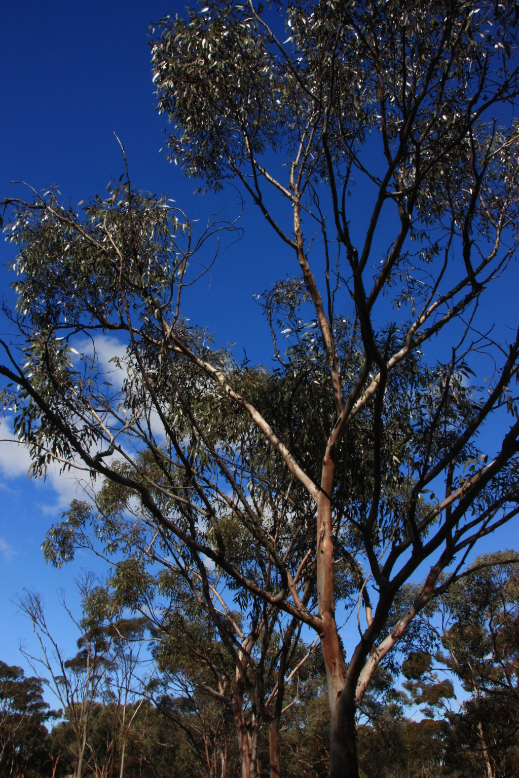 Eucalyptus stricklandii (hero image)