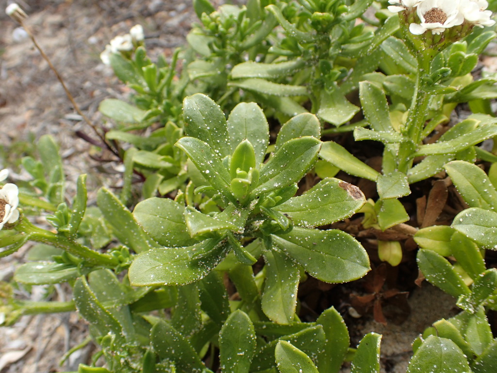 Ixodia achillaeoides subsp. arenicola (hero image)