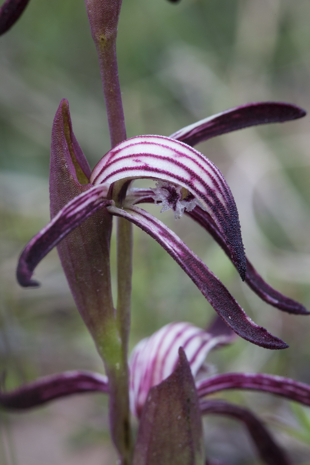 Pyrorchis nigricans (hero image)