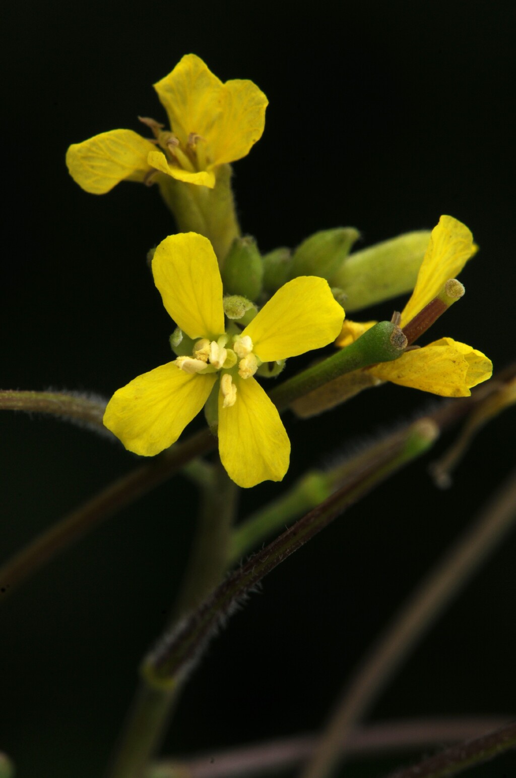 Sisymbrium orientale (hero image)