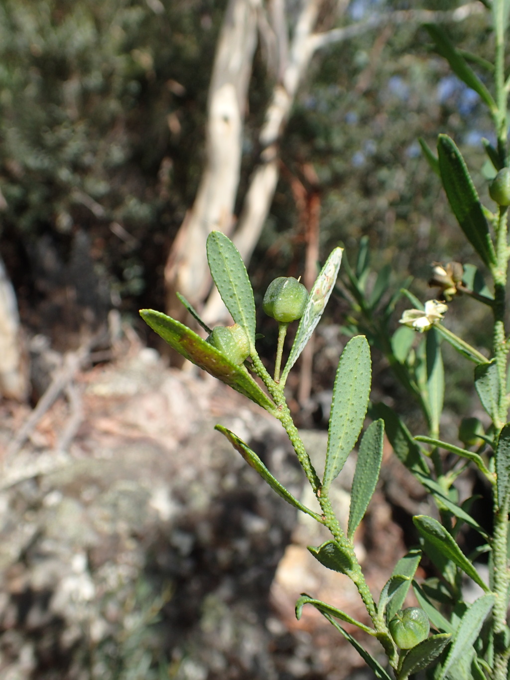 Philotheca trachyphylla (hero image)