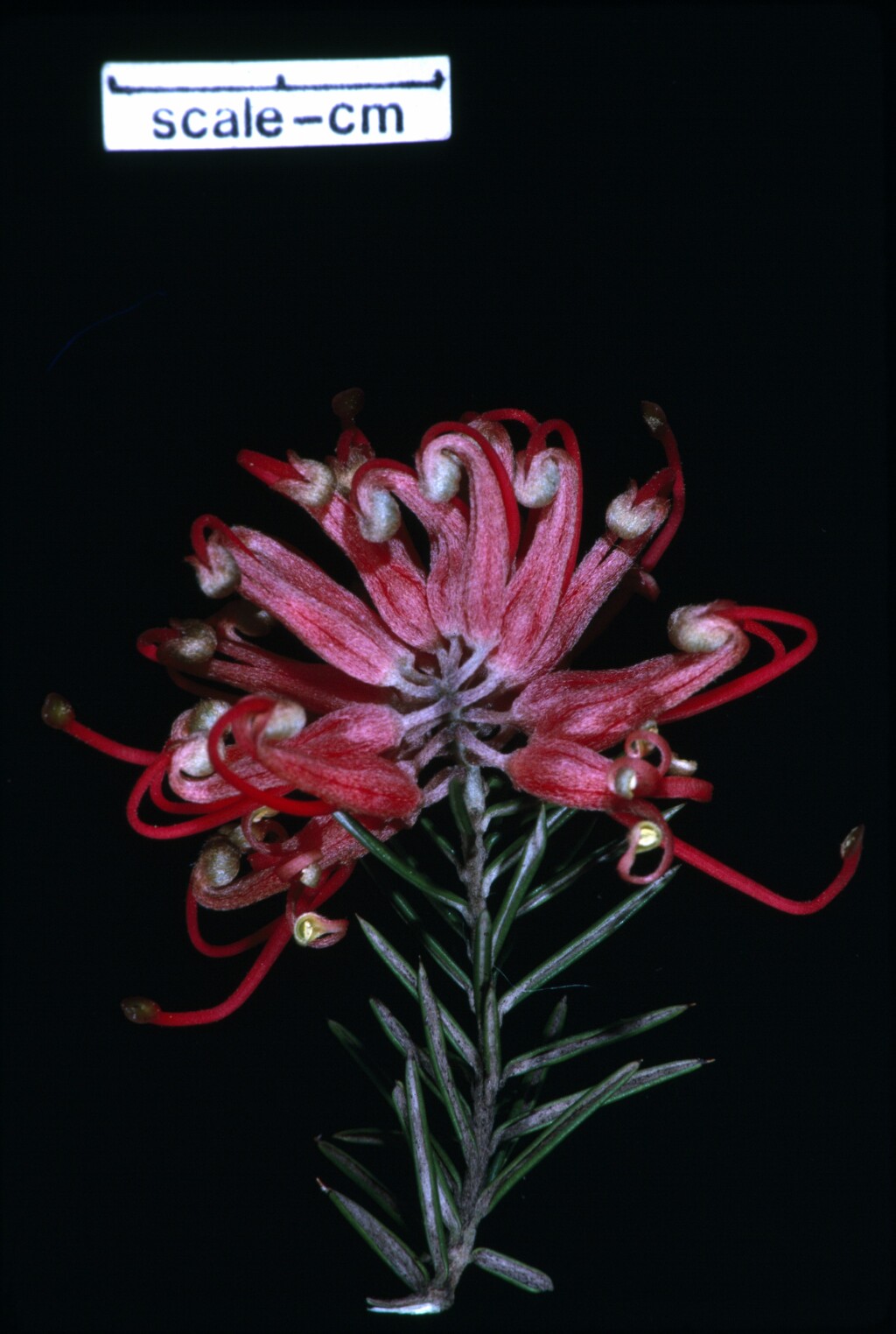 Grevillea juniperina (hero image)