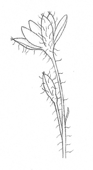 Hypoxis hygrometrica var. villosisepala (hero image)