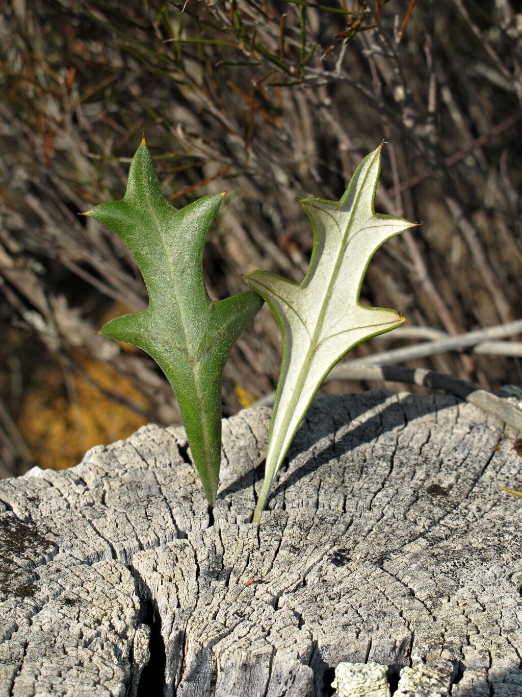 Grevillea ilicifolia (hero image)