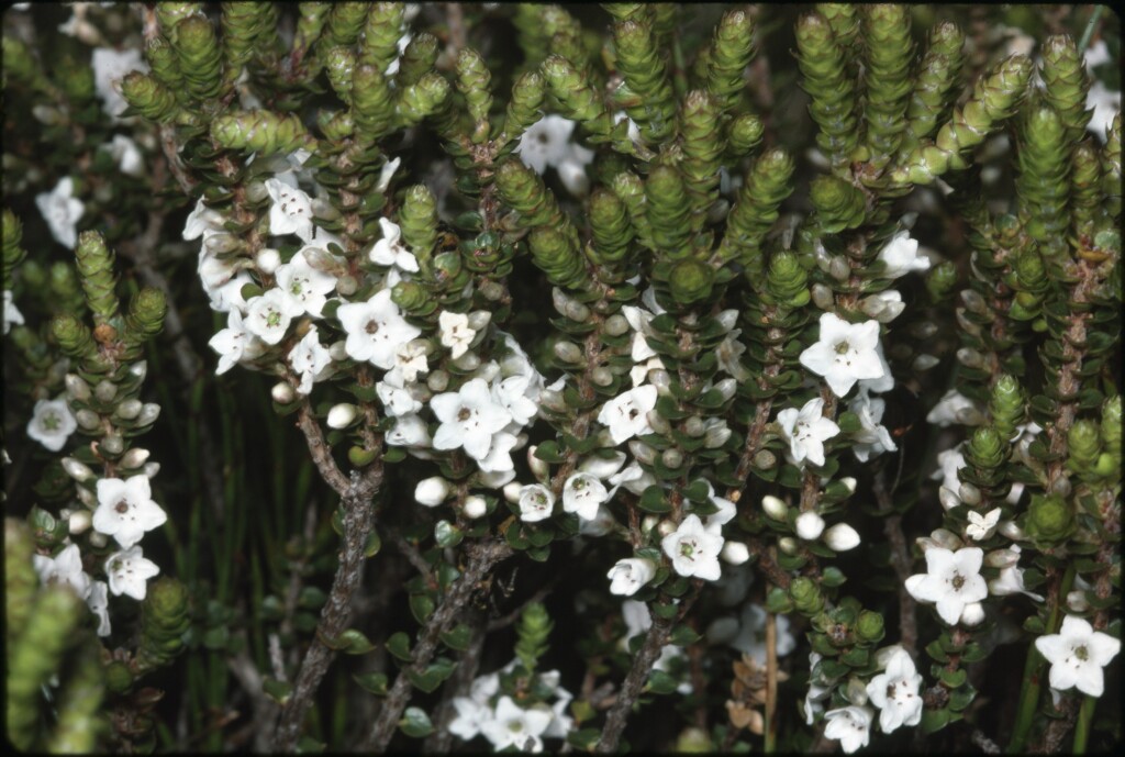 Epacris microphylla (hero image)