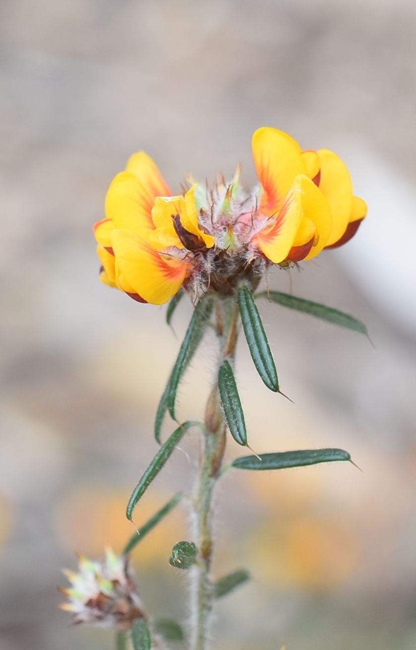 Pultenaea polifolia (hero image)