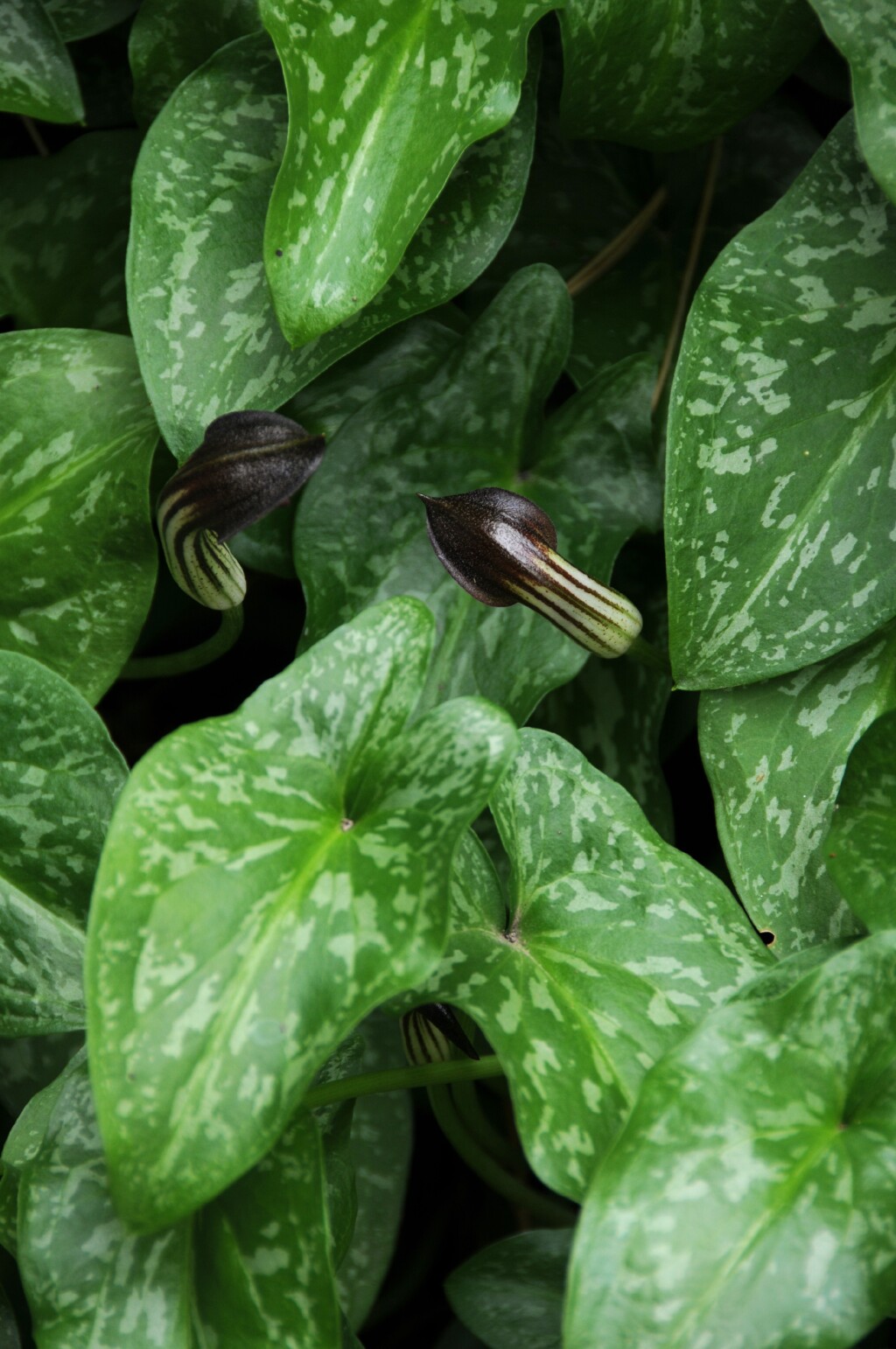 Arisarum vulgare (hero image)