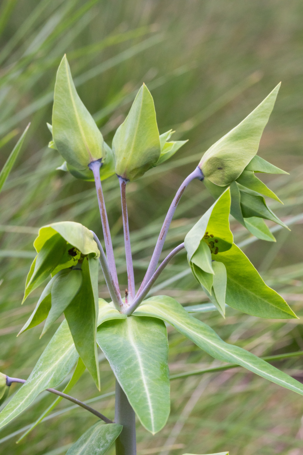 Euphorbia (hero image)