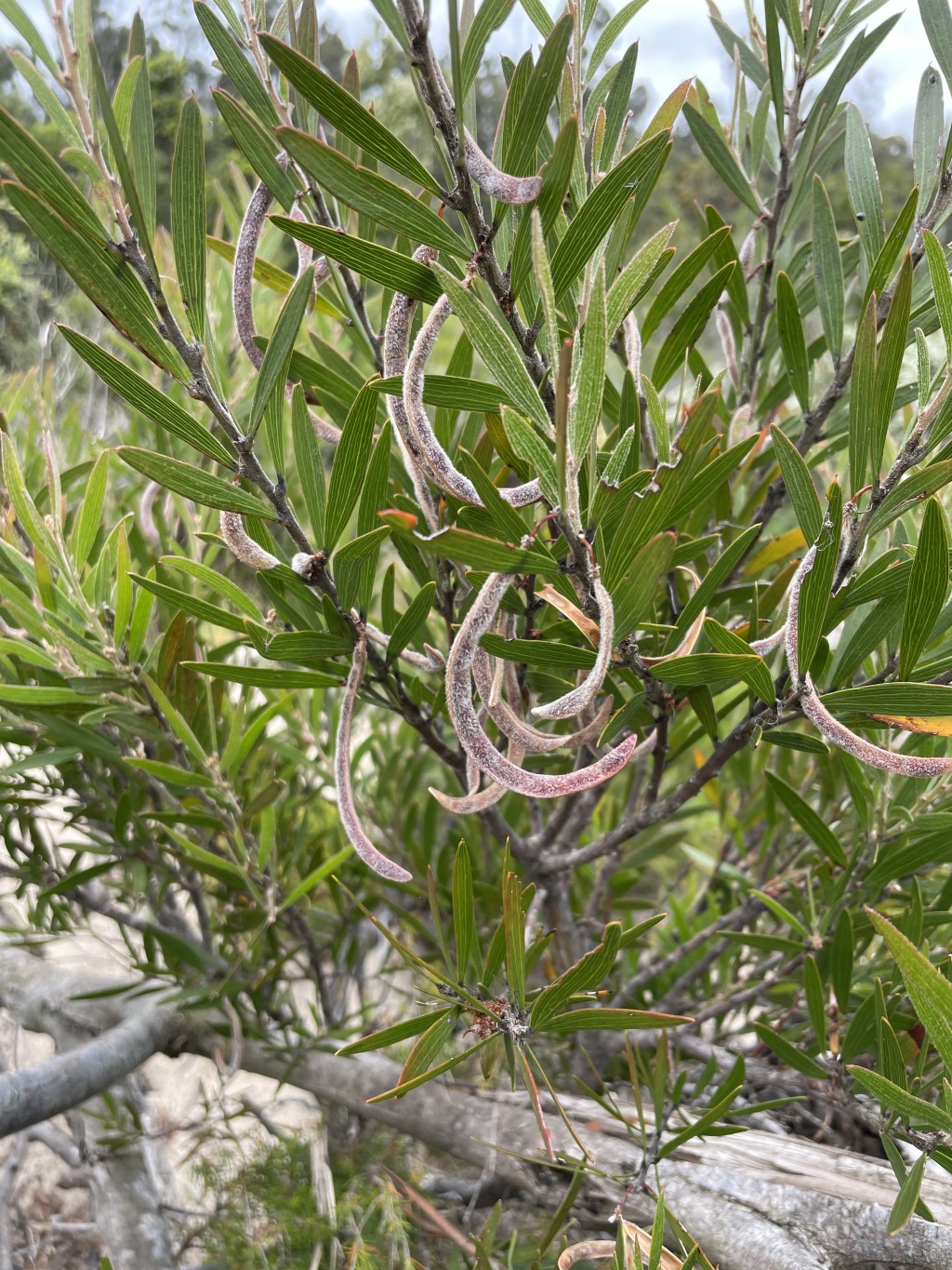 Acacia lanigera var. gracilipes (hero image)