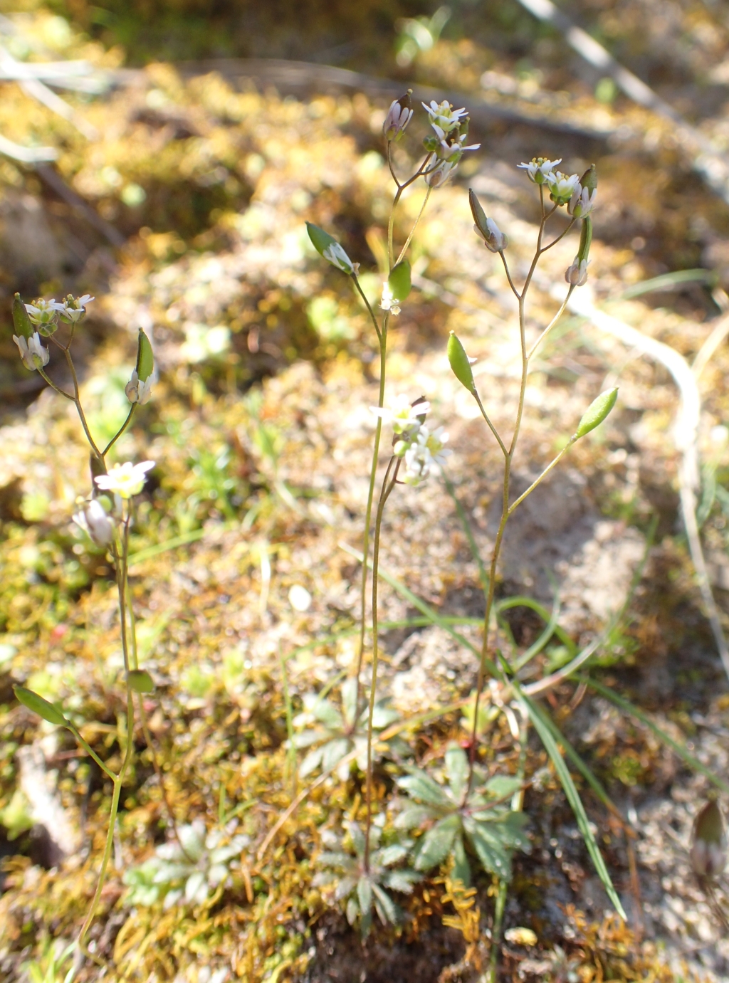 Erophila verna subsp. praecox (hero image)