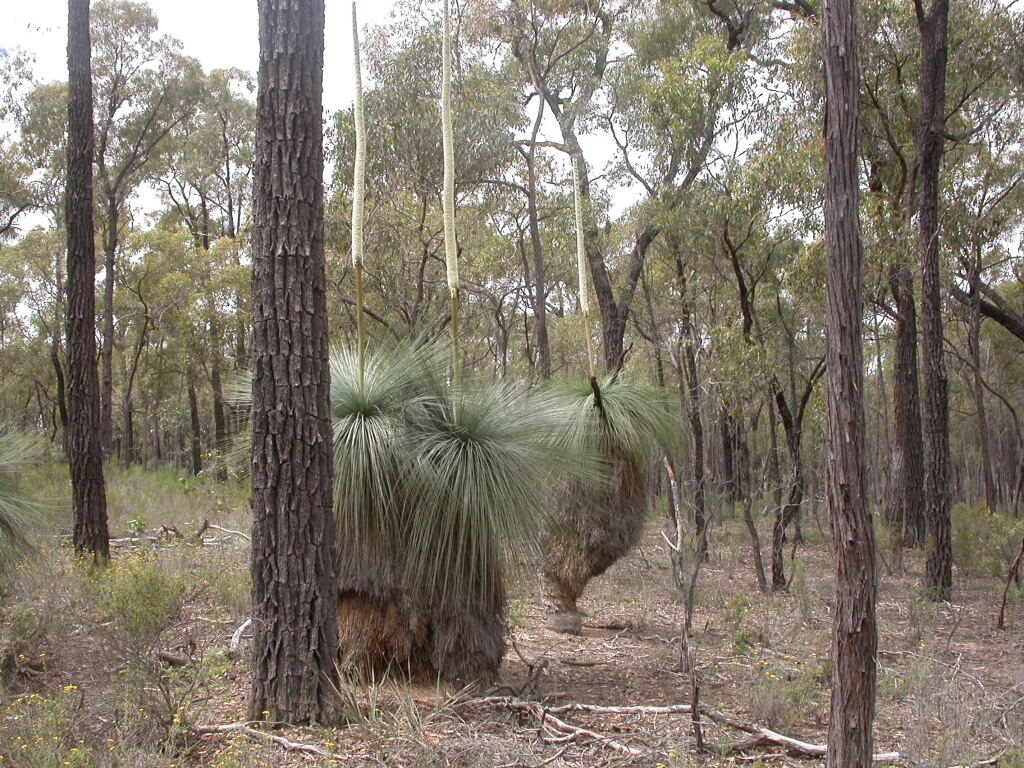 Xanthorrhoea glauca subsp. angustifolia (hero image)