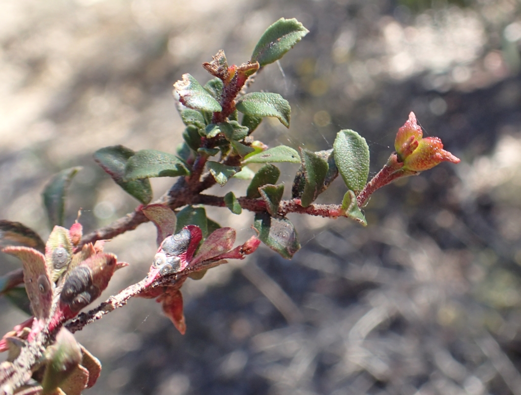 Leionema lamprophyllum subsp. obovatum (hero image)