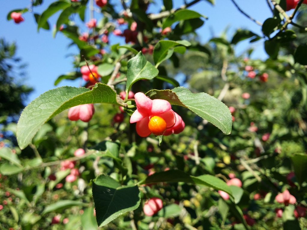 Euonymus europaeus (hero image)