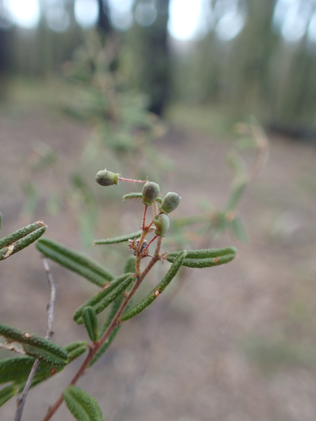Pomaderris helianthemifolia subsp. hispida (hero image)