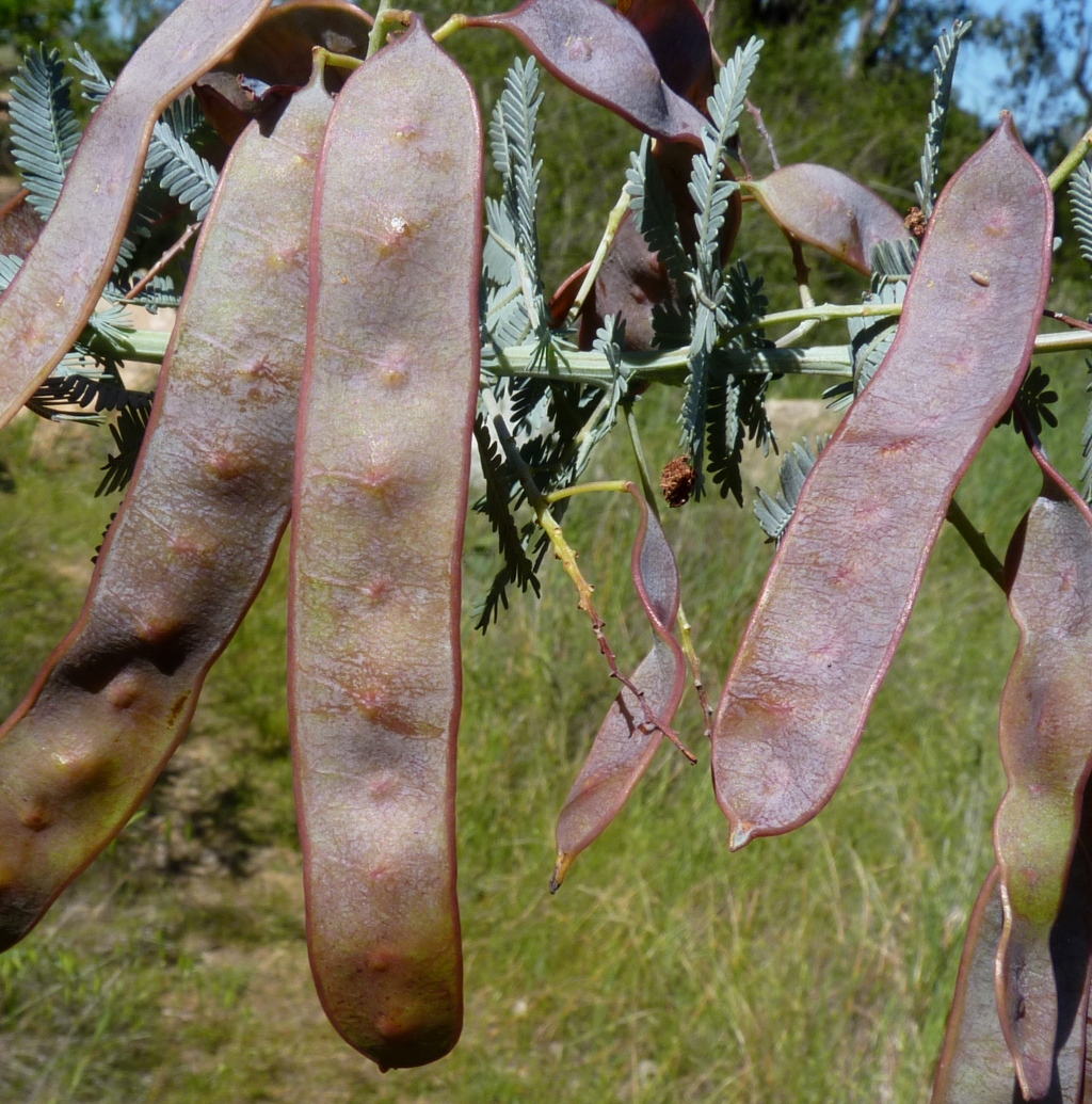 Acacia baileyana (hero image)