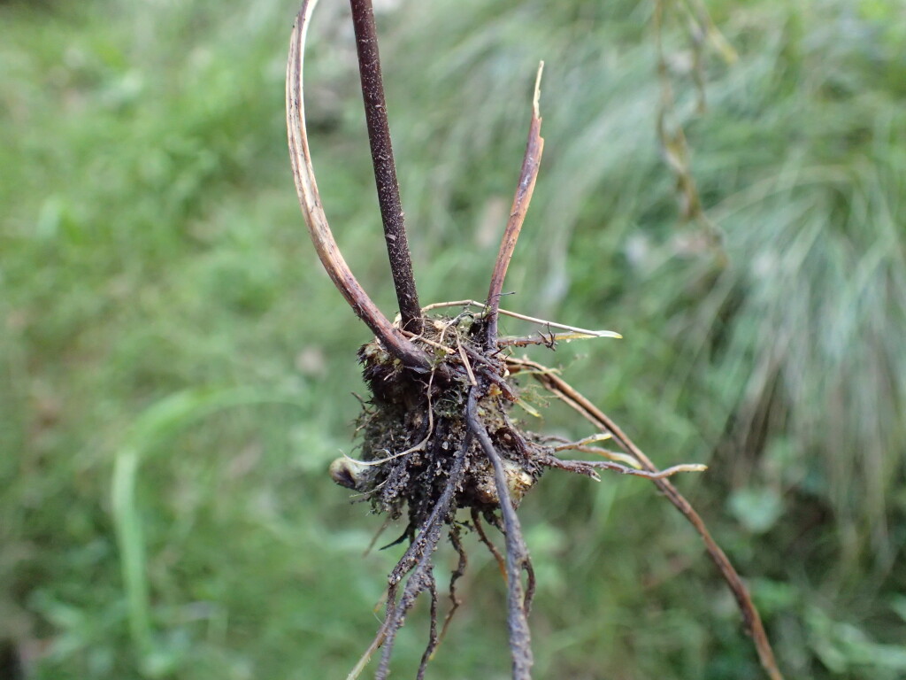 Pteris umbrosa (hero image)