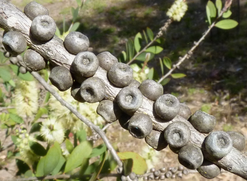 Callistemon pallidus (hero image)