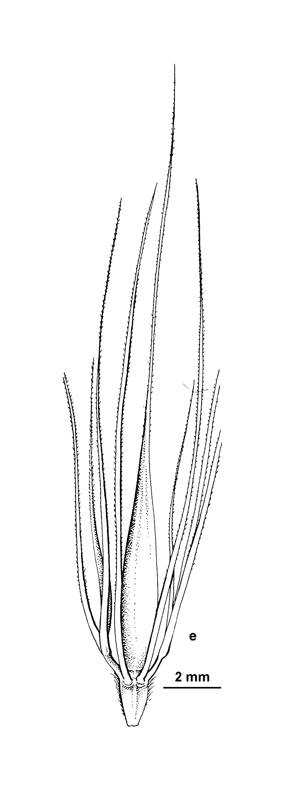 Hordeum secalinum (hero image)