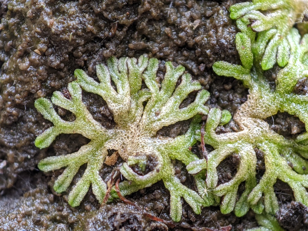 Riccia (hero image)
