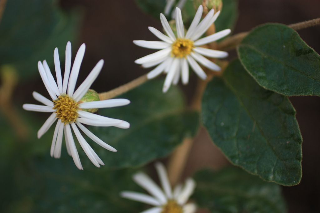 Olearia tomentosa (hero image)