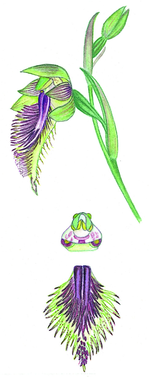 Calochilus campestris (hero image)
