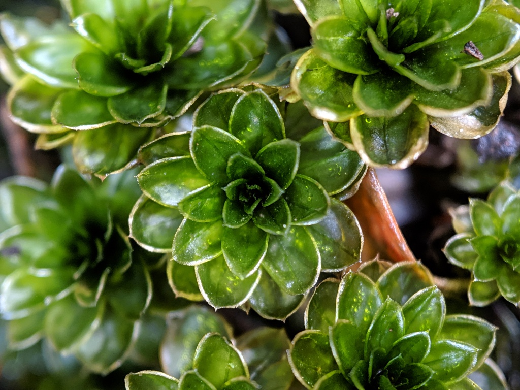 Rosulabryum (hero image)
