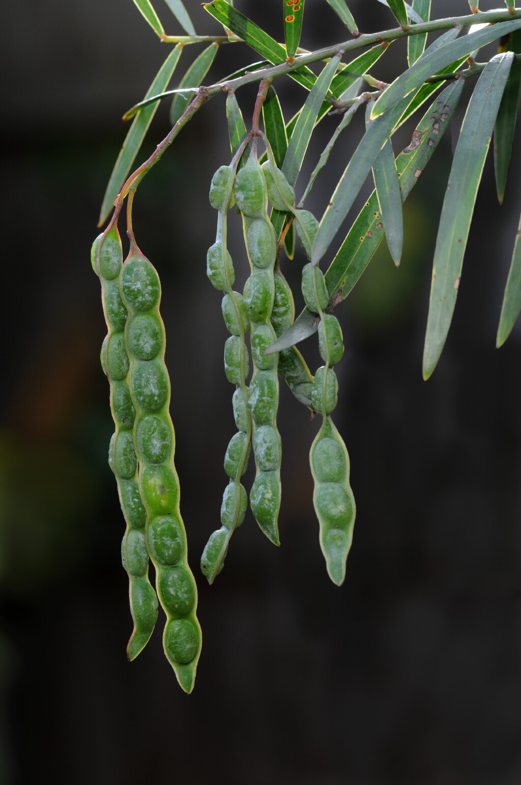 Acacia iteaphylla (hero image)