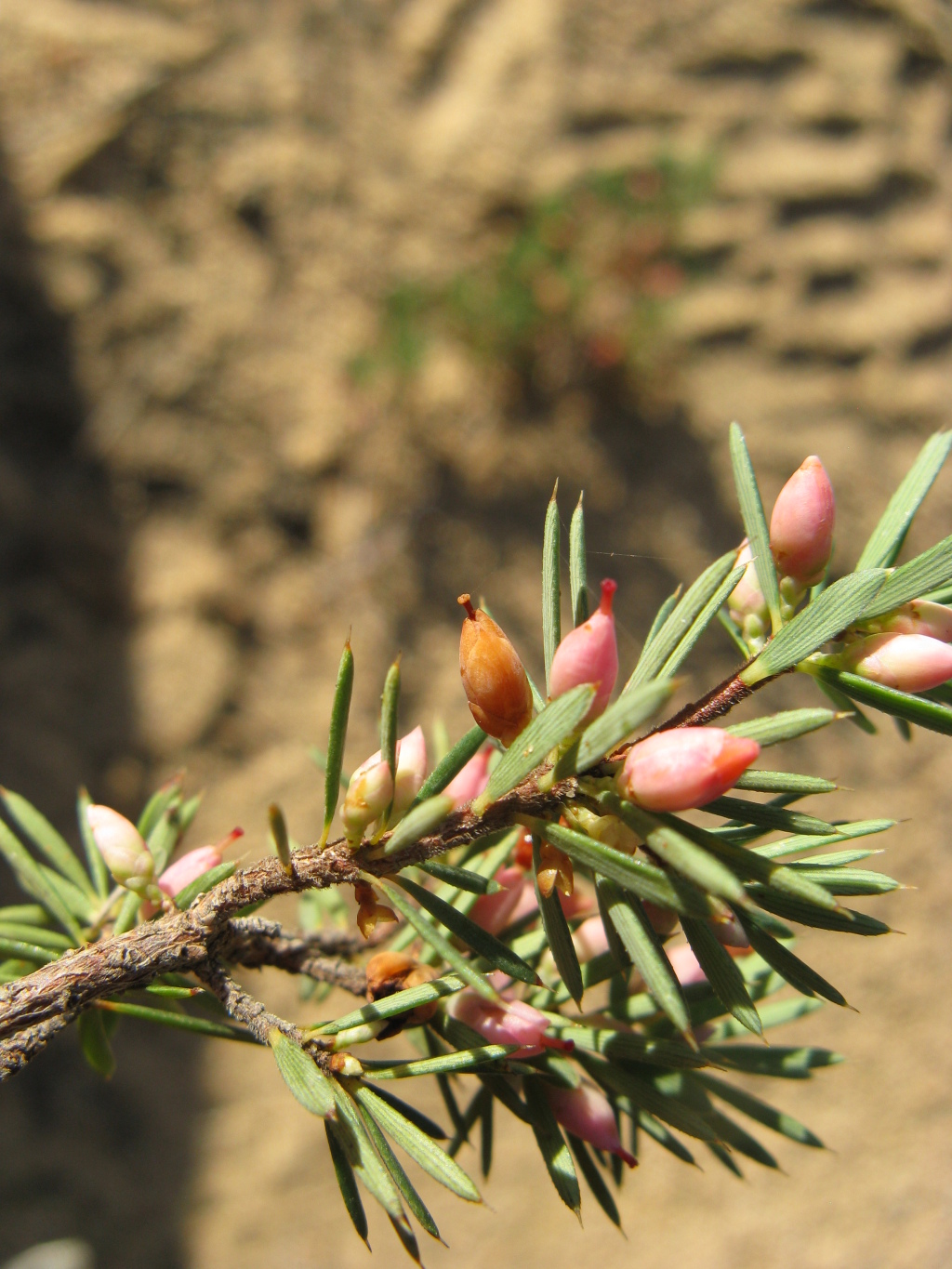 Brachyloma ericoides subsp. ericoides (hero image)