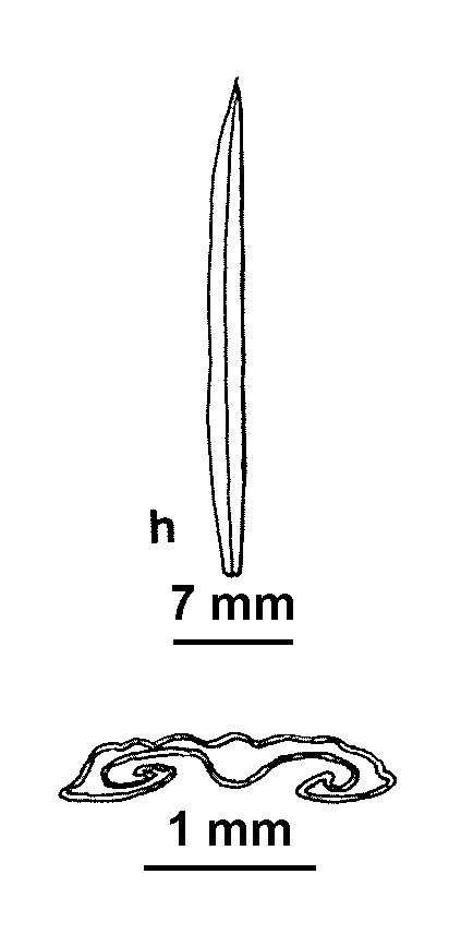 Grevillea gariwerdensis (hero image)