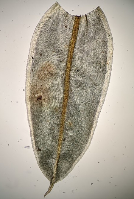 Syntrichia (hero image)