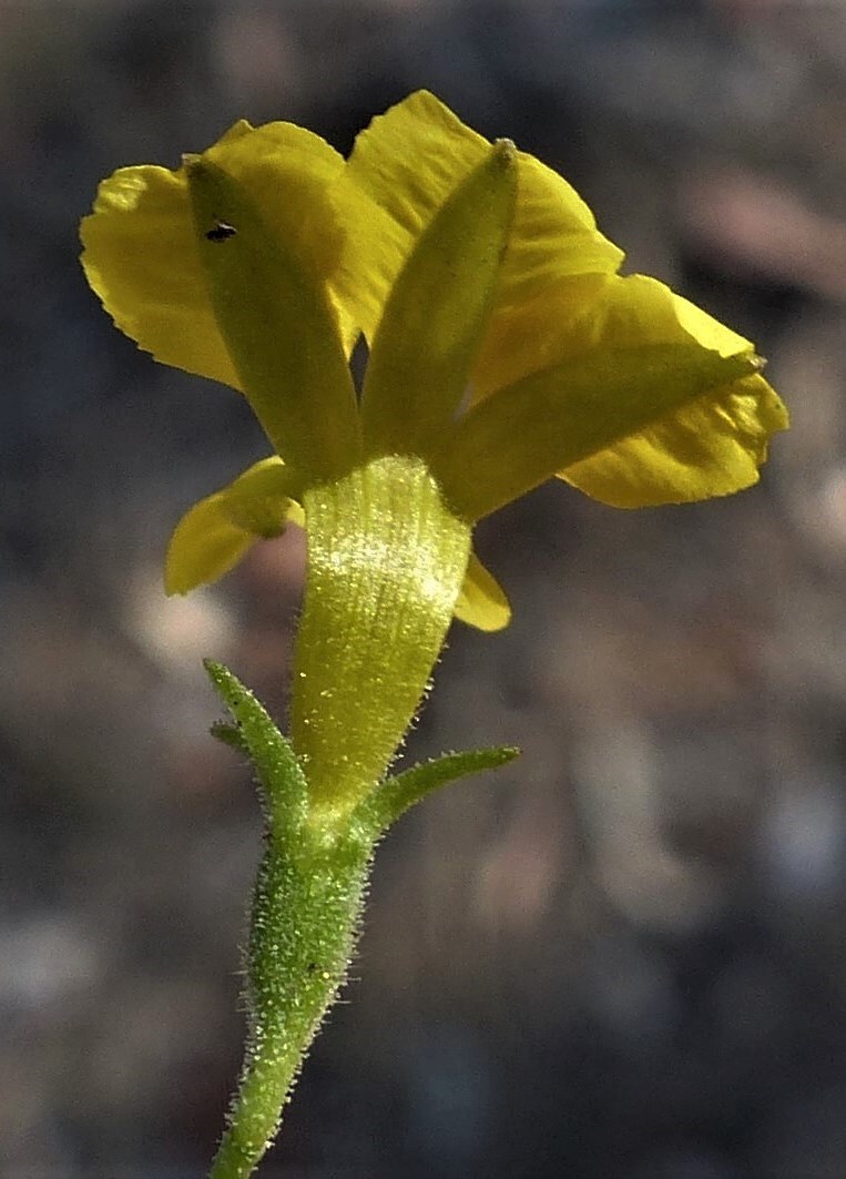 Goodenia gracilis (hero image)