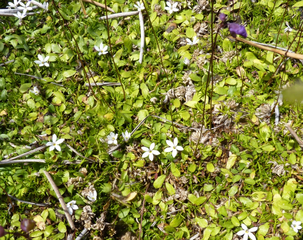 Lobelia surrepens (hero image)