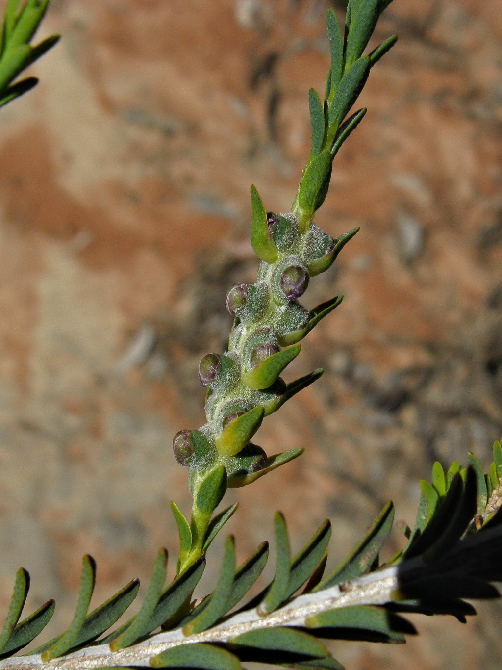 Melaleuca decussata (hero image)